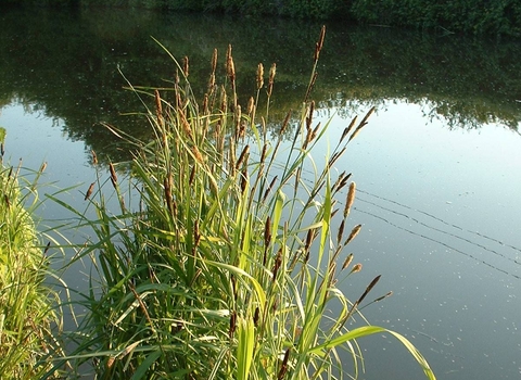 Greater Pond Sedge