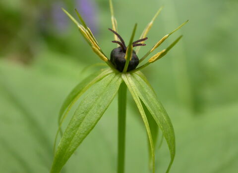 Herb-Paris