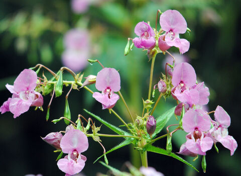 Himalayan Balsam