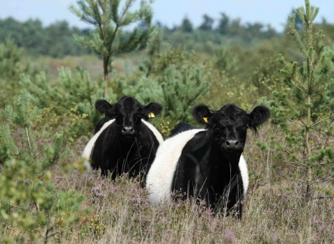 Belted Galloway cattle on heathland