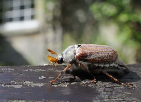 Common Cockchafer