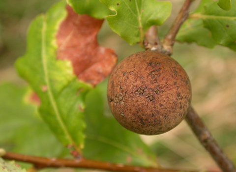 Oak Marble Gall Wasp