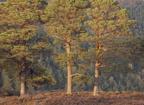 Scots Pine