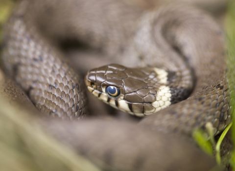 Grass snake