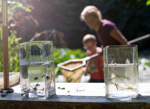 Pond dipping at Bay Pond