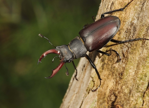 Stag Beetle