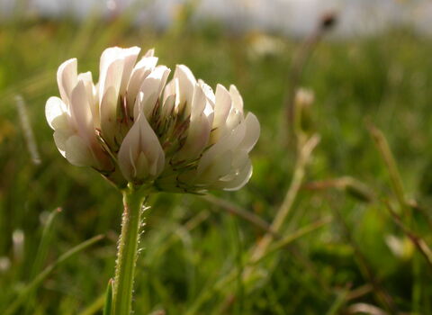 White Clover