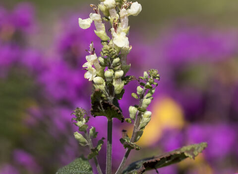 Wood Sage