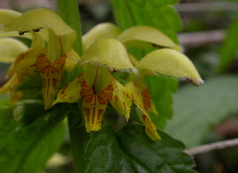 Yellow Archangel
