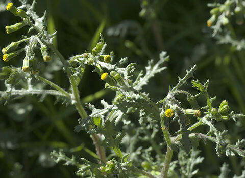 Groundsel