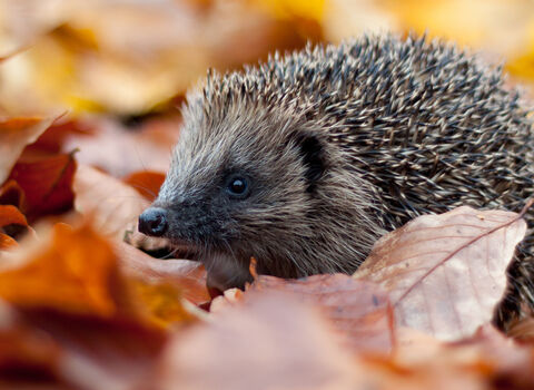Hedgehog in leaves
