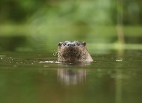 Otter in river