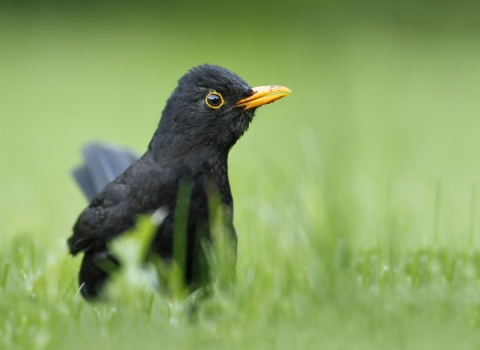 Blackbird in grass