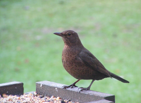 Blackbird on feeding table