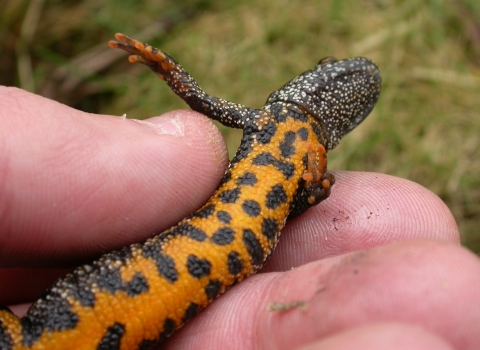 Great-crested newt inspected by licensed handler