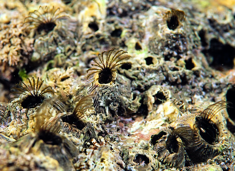 Acorn Barnacles