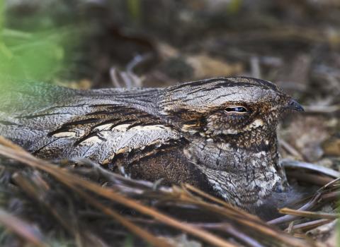 Nightjar