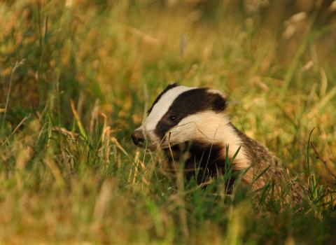 Badger in grass