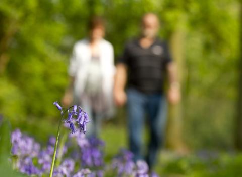Couple walking in bluebell wood