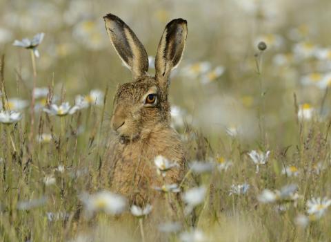 Hare in grassland