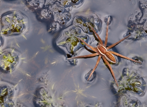 Raft spider