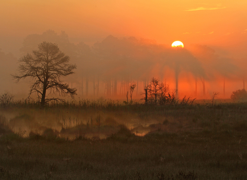 Sunset on heathland