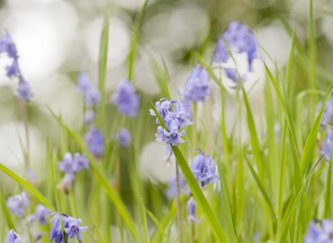 Bluebells