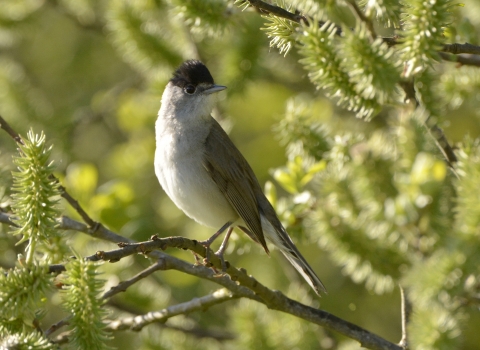 Blackcap