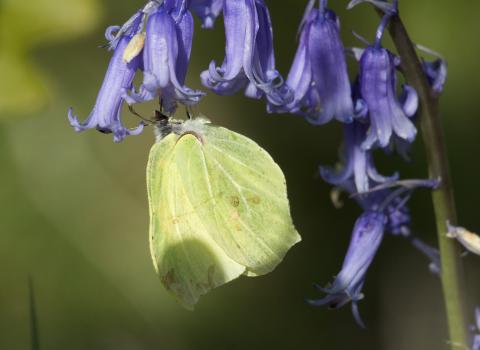 Brimstone