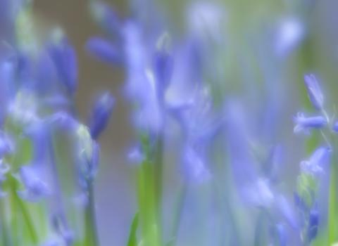 Bluebells