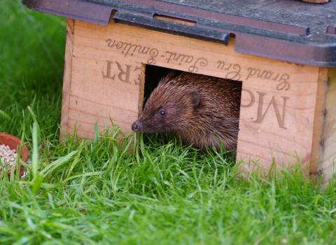 Hedgehog feeding station
