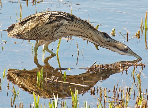 Bittern