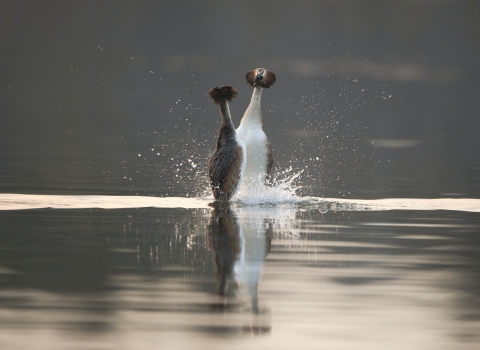 Great crested grebe
