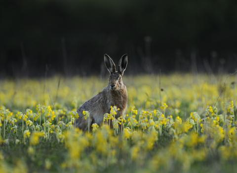 Hare in cowslips