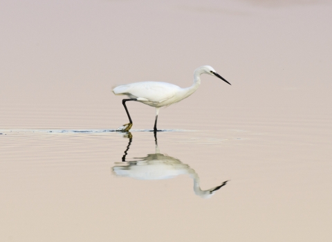 Little egret