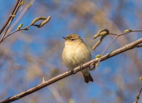 Chiffchaff
