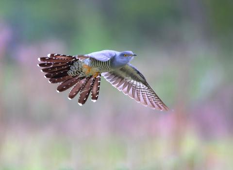 Cuckoo