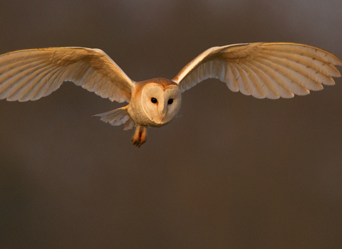 Barn owl