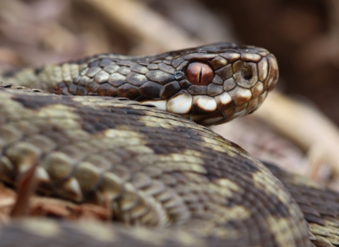 Adder