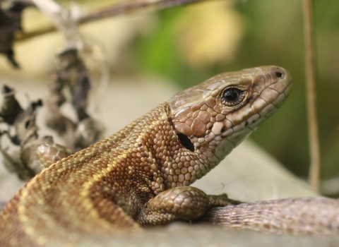 Common lizard