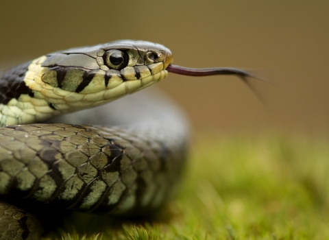 Gras snake