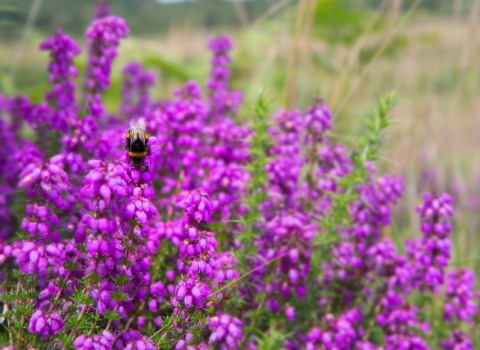 Pink Bell Heather