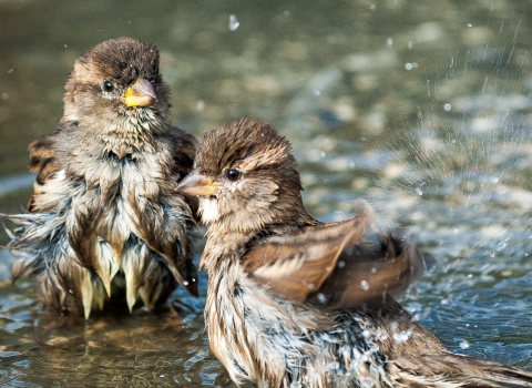 Bathing birds