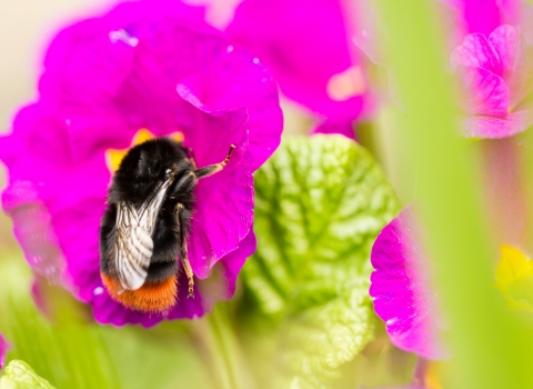 Bumble bee on garden plant