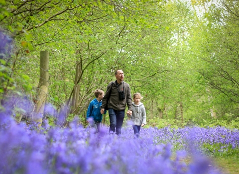 Exploring bluebell woods