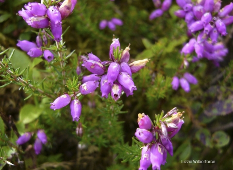 Bell heather