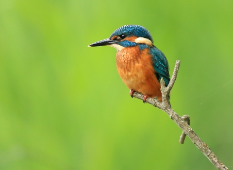 Kingfisher