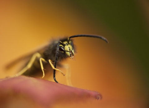 Common wasp