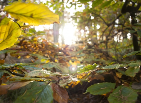 Autumn leaves
