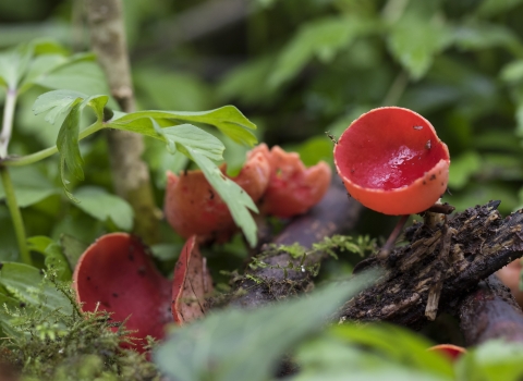 Orange peel fungi